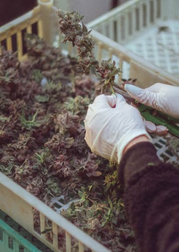 Manos con guantes manipulando flores cosechadas en una bandeja