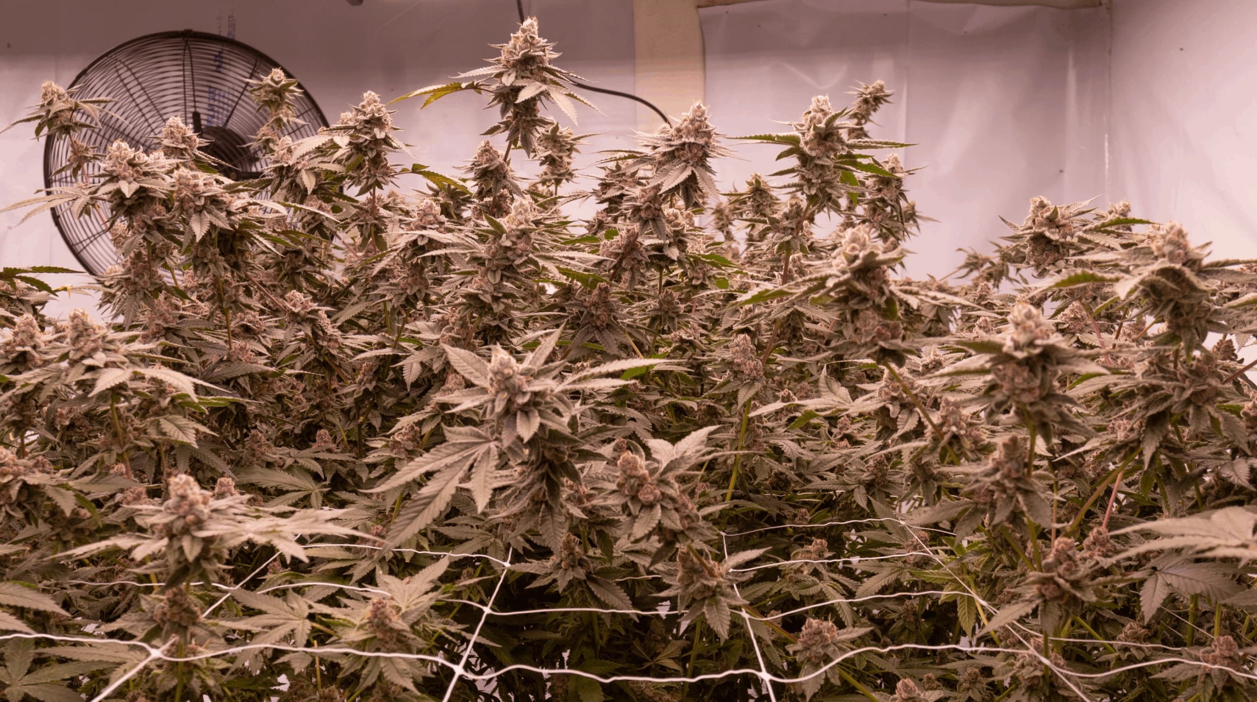 Sala de cultivo con plantas en floración bajo luz artificial