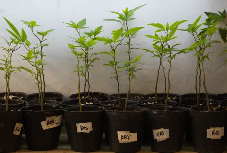 Plantas jóvenes en macetas negras con etiquetas de genética