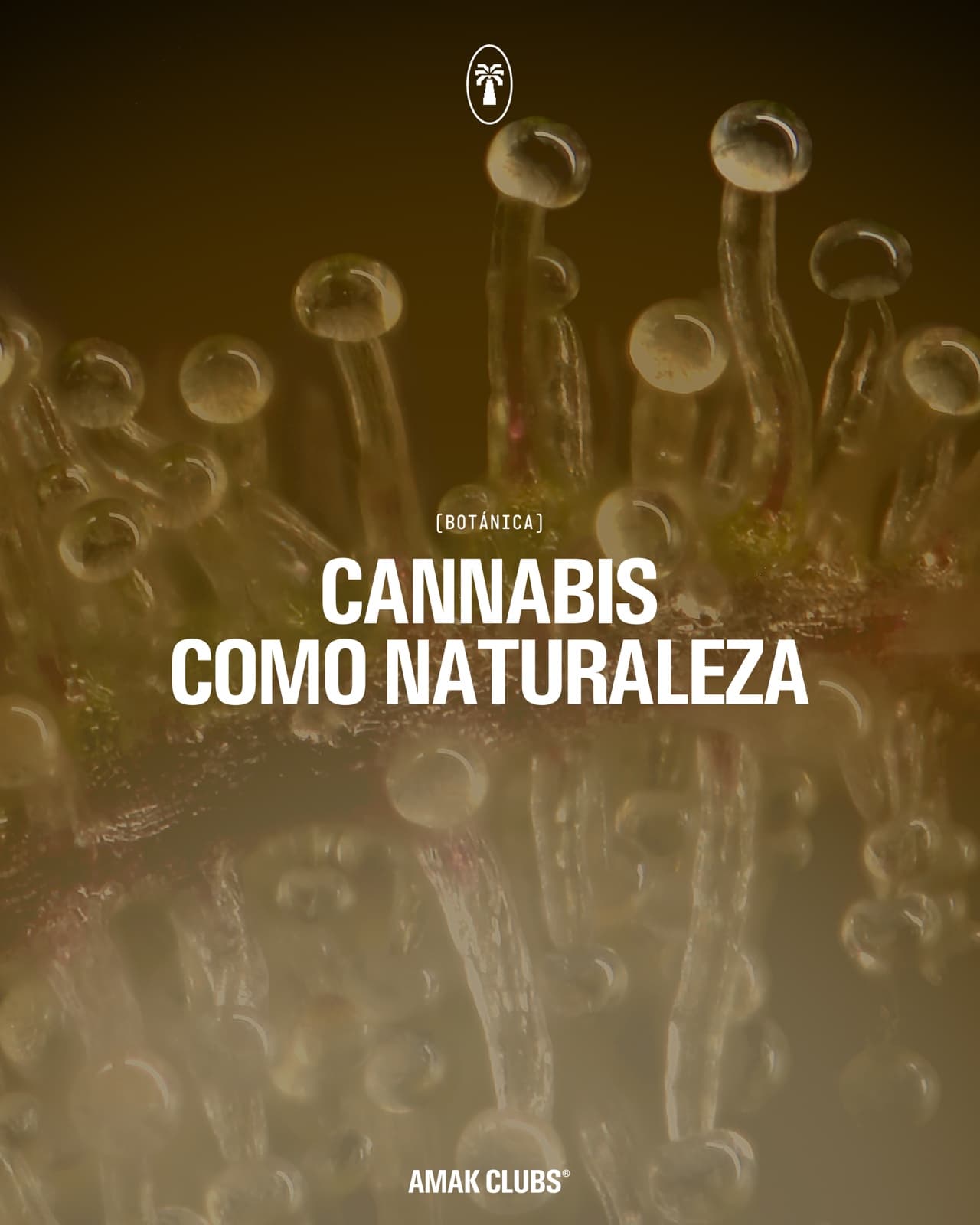 Portada "Cannabis como naturaleza" (Botánica) sobre un primer plano de tricomas