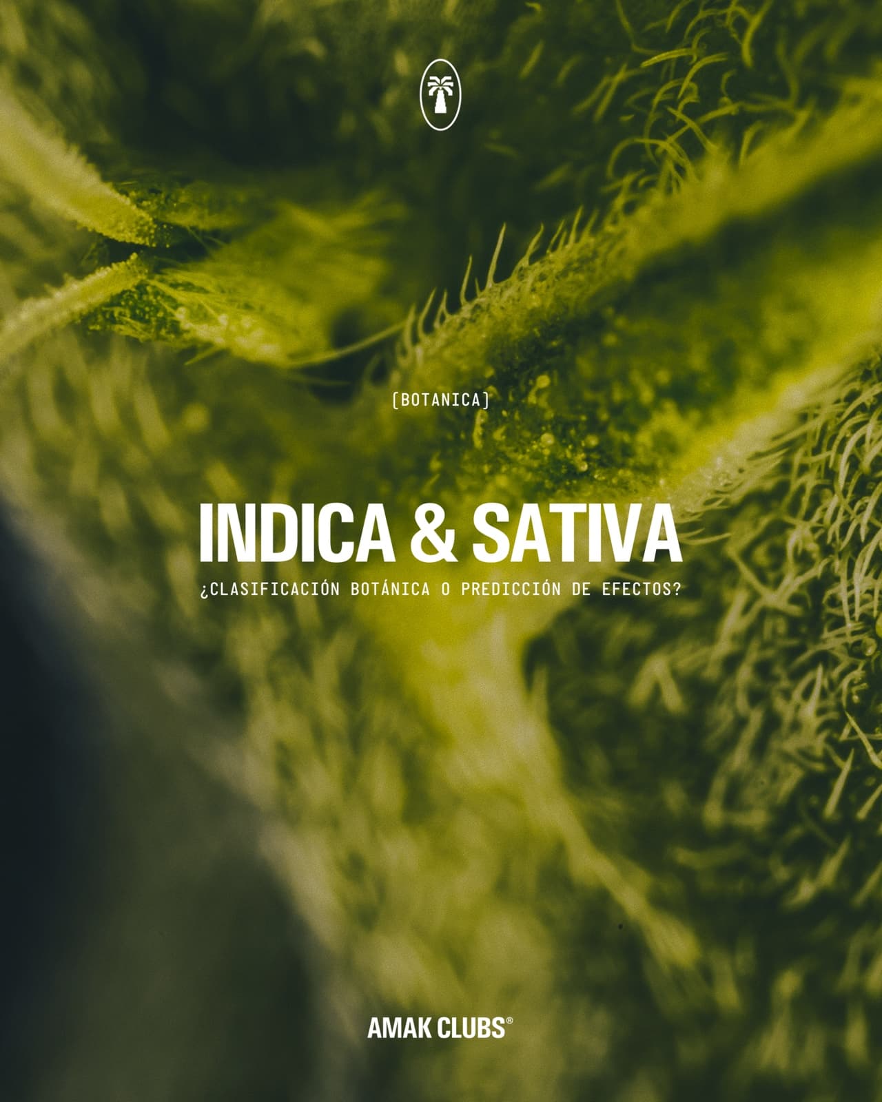 Portada del artículo "Indica & Sativa" sobre un primer plano de una planta de cannabis