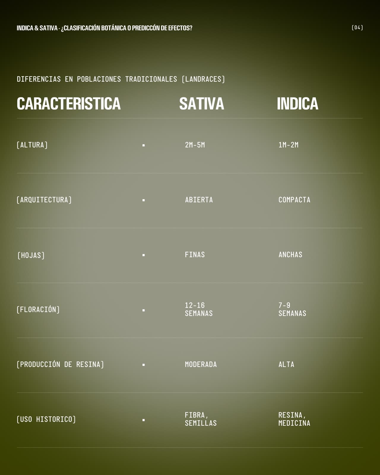 Tabla de diferencias en poblaciones tradicionales (landraces). Sativa: altura de 2 a 5 m, arquitectura abierta, hojas finas, floración de 12 a 16 semanas, producción de resina moderada, uso histórico en fibra y semillas. Índica: altura de 1 a 2 m, arquitectura compacta, hojas anchas, floración de 7 a 9 semanas, producción de resina alta, uso histórico en resina y medicina.