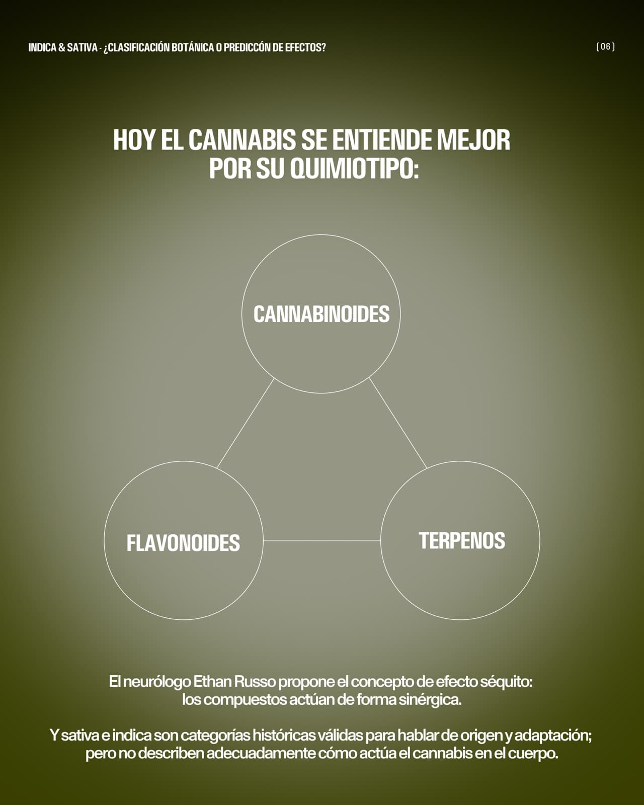Diagrama: hoy el cannabis se entiende mejor por su quimiotipo, con cannabinoides, flavonoides y terpenos. El neurólogo Ethan Russo propone el concepto de efecto séquito: los compuestos actúan de forma sinérgica. Sativa e índica son categorías históricas válidas para hablar de origen y adaptación, pero no describen adecuadamente cómo actúa el cannabis en el cuerpo.